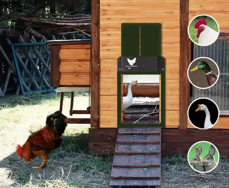 AUTOMATYCZNE DRZWI DO KURCZAKA